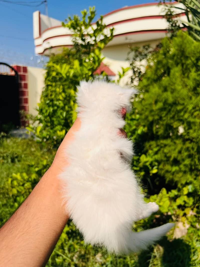 Persian Newborn Cats 4