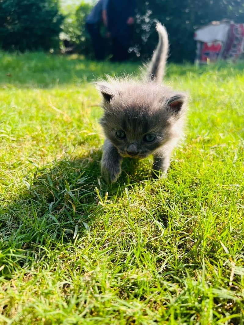 Persian Newborn Cats 5
