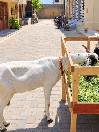 For sale goats