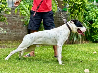 Pitbull 03701324037 wo nmbr band hn