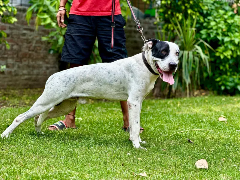 Pitbull 03701324037 wo nmbr band hn — photo 2