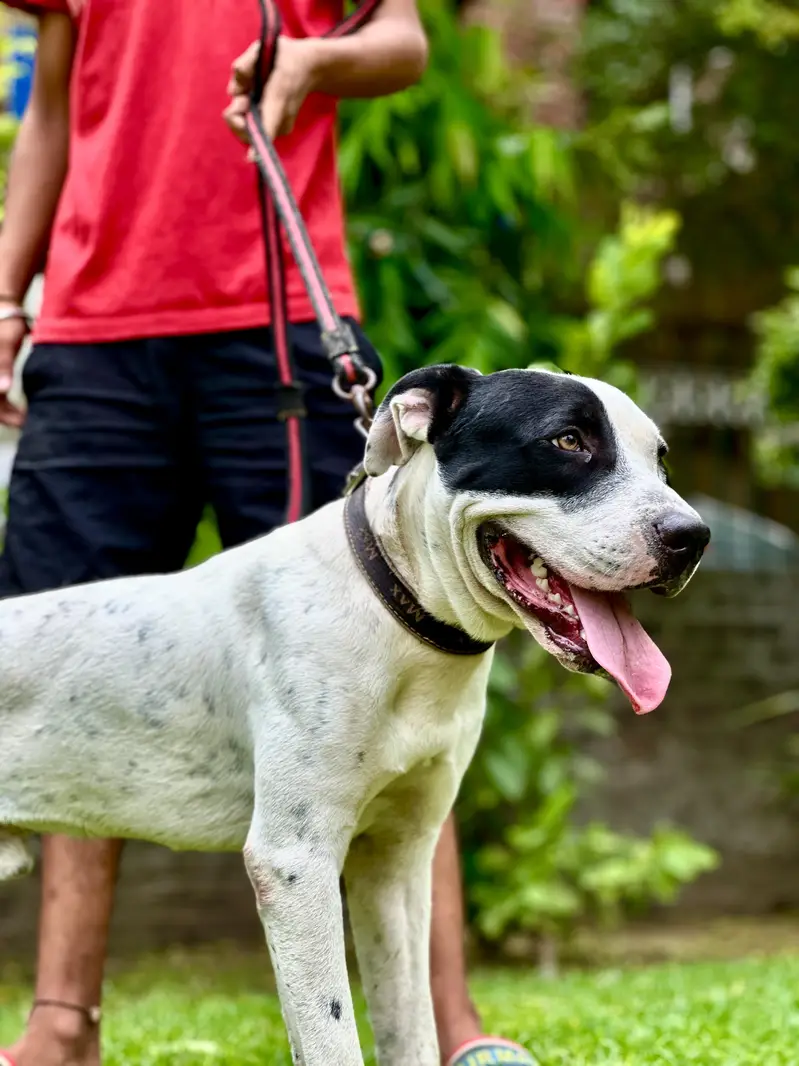 Pitbull 03701324037 wo nmbr band hn — photo 4