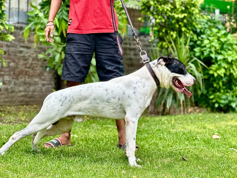 Pitbull 03701324037 wo nmbr band hn — photo 6