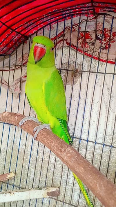 Ringneck Parrot