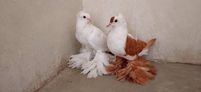 pegion urgent sale pair