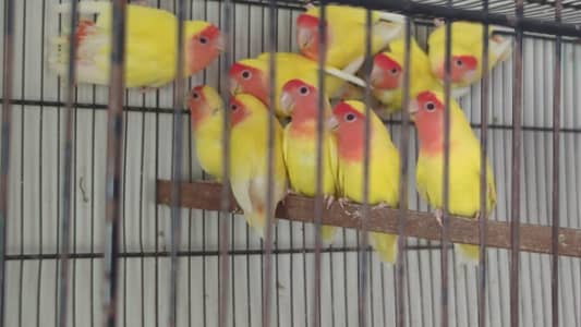 Lutino Pairs for sale