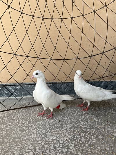 White Pigeon Pair
