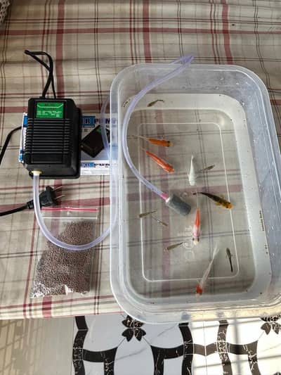 11 Fishes with Air pump and Fish food