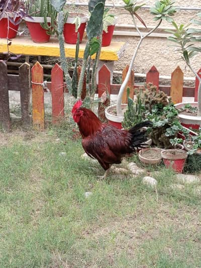 Rooster for Sale