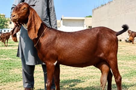 pure desi bakri. 03254989145