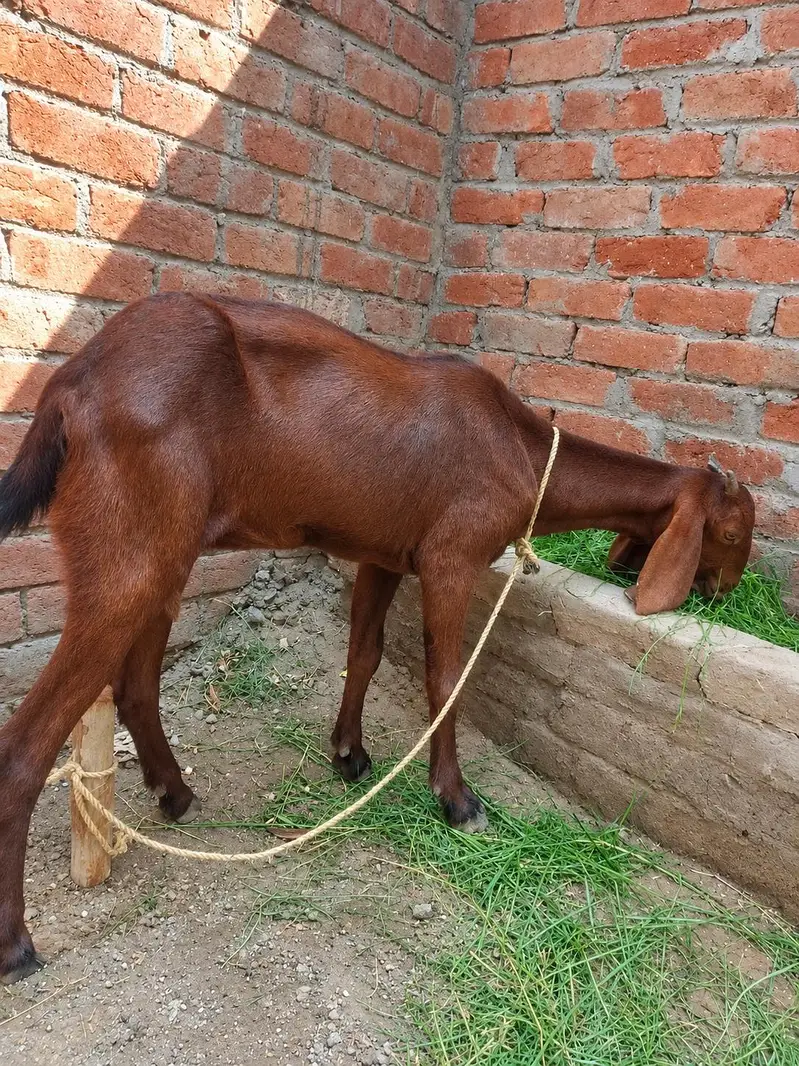 pure desi bakri. 03254989145 — photo 2