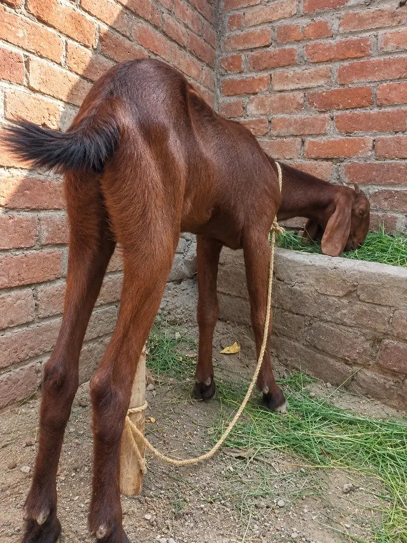 pure desi bakri. 03254989145 — photo 3