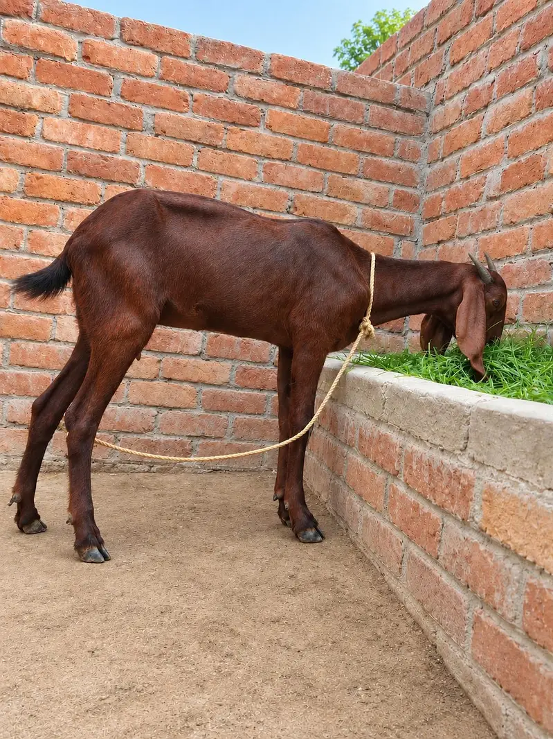 pure desi bakri. 03254989145 — photo 4