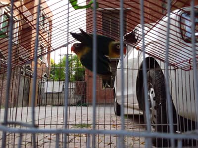 love bird pair for sale without cage