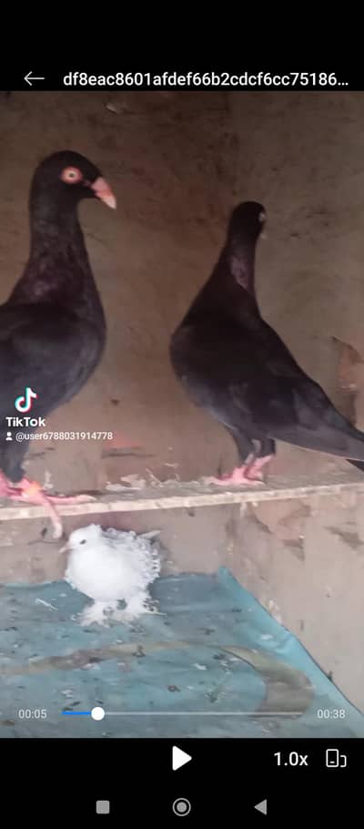 pigeon for sale