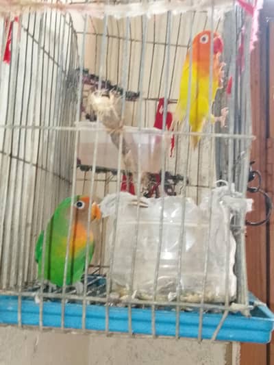 pair of love bird