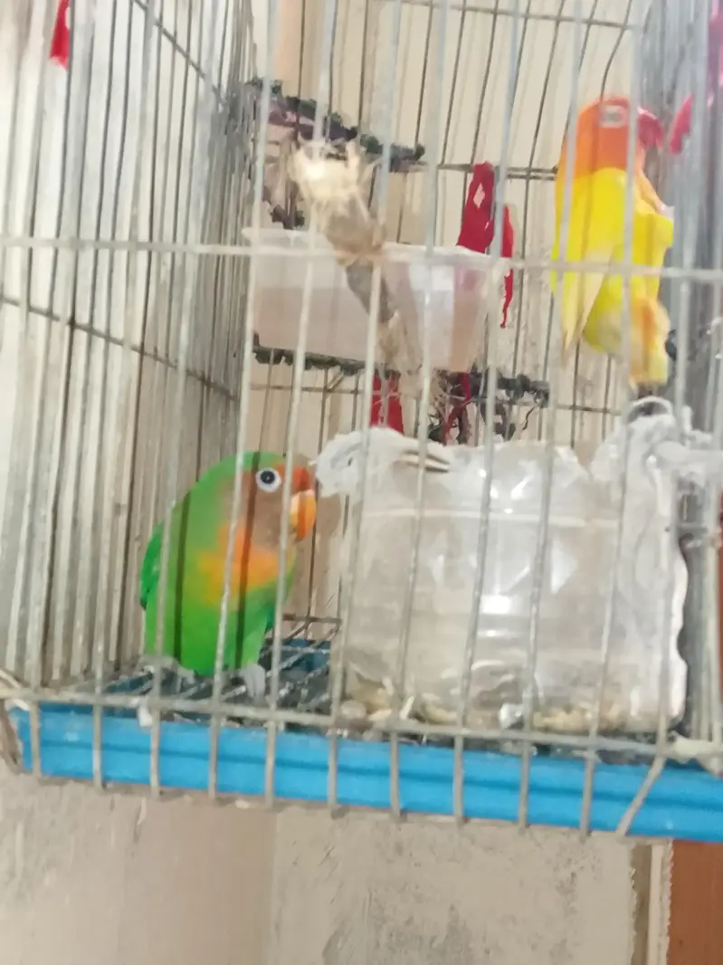 pair of love bird Yellow one is red eyes — photo 2
