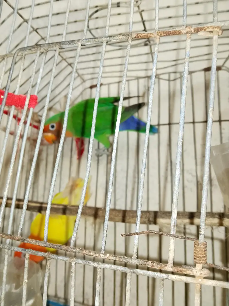 pair of love bird Yellow one is red eyes — photo 3
