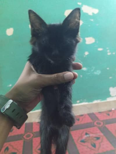 persian baby 2 month