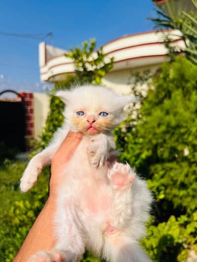 Persian new born baby cats