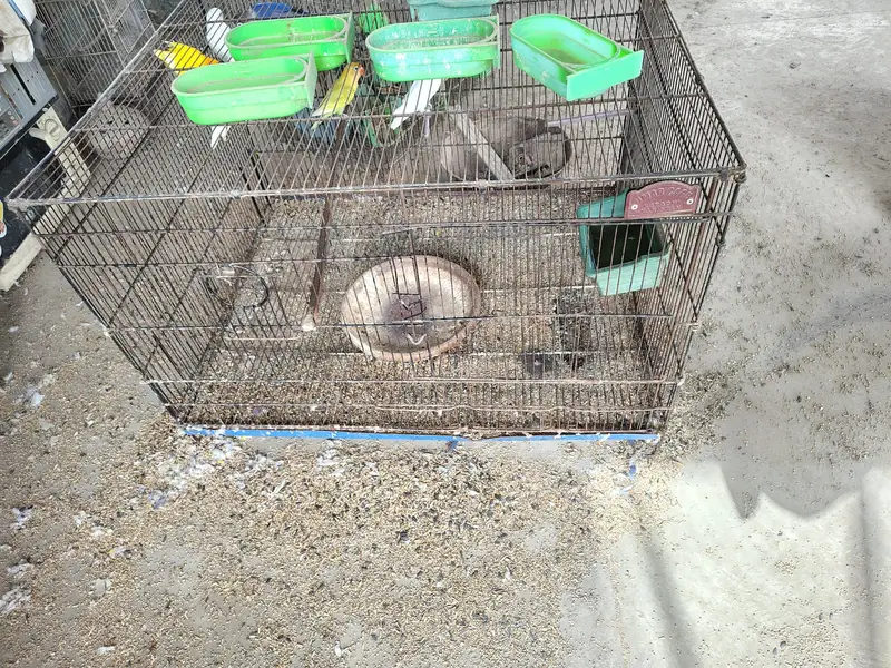 Birds cages — photo 3