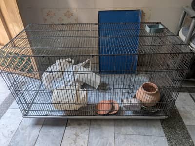 birds pinjra