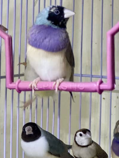 Finches