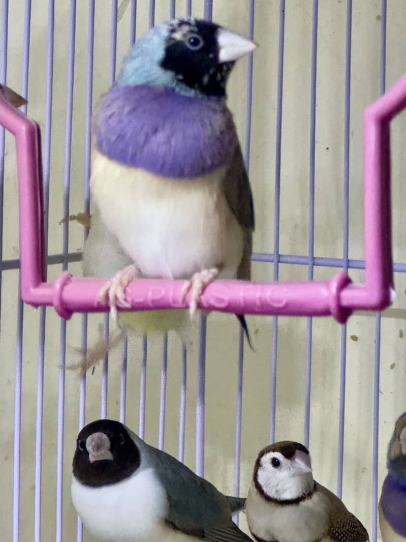 Finches (owl &shaf tail) 2