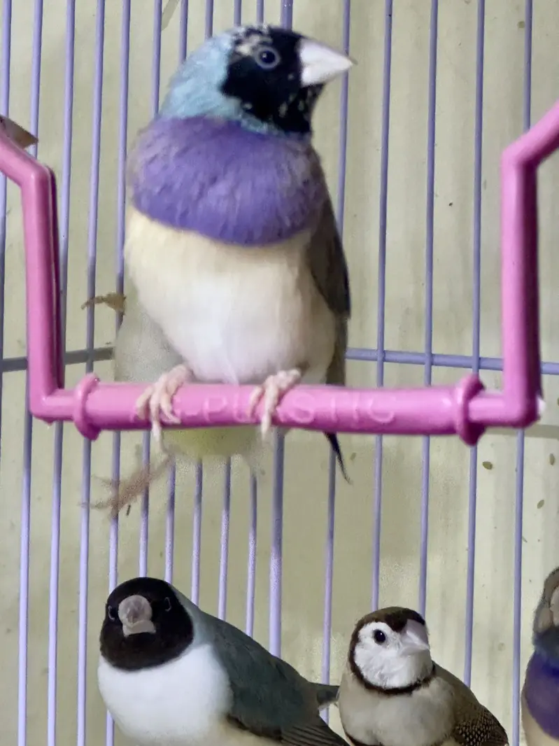 Finches (owl &shaf tail) — photo 3