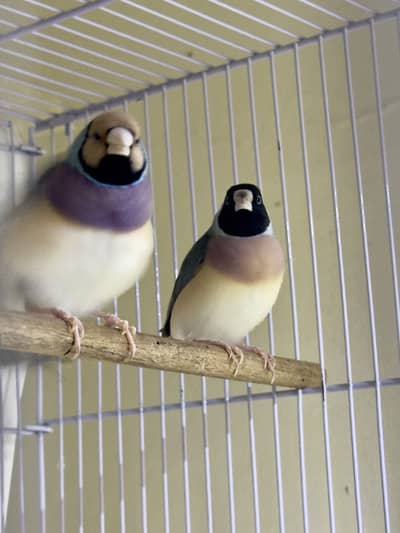 Finches