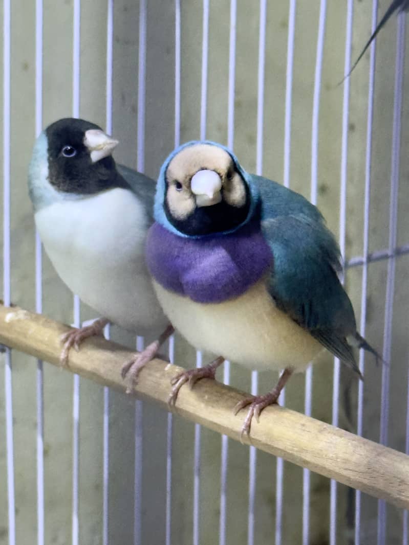 Finches (owl &shaf tail) 1