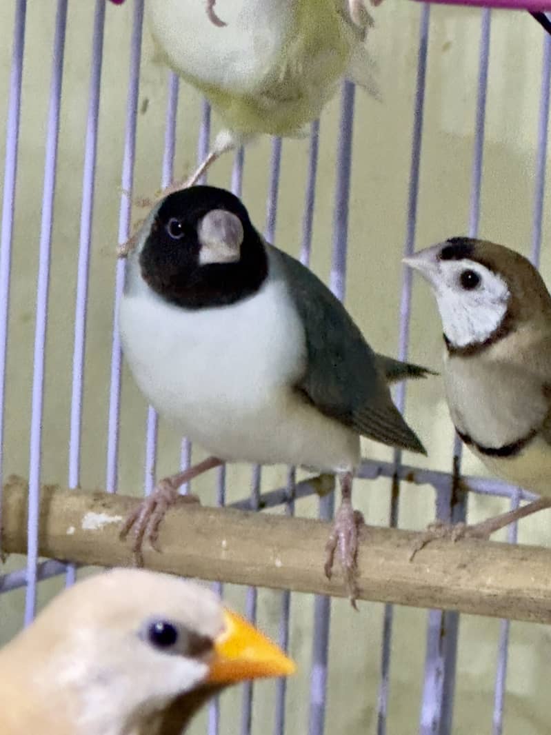 Finches (owl &shaf tail) 3