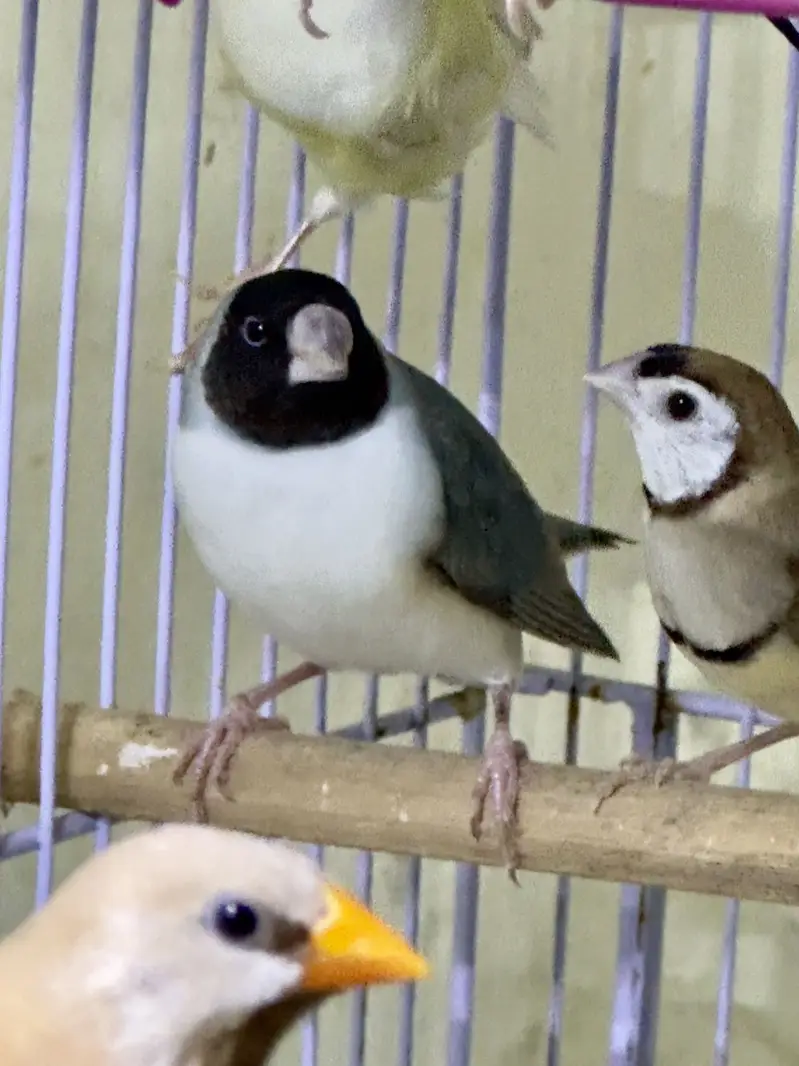 Finches (owl &shaf tail) — photo 4