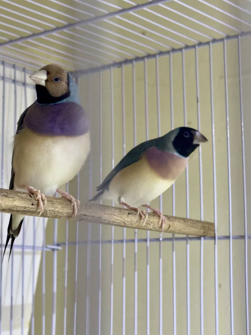 Finches (owl &shaf tail) 4
