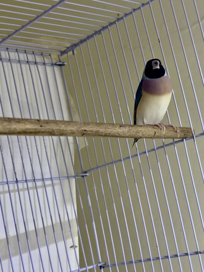 Finches (owl &shaf tail) 5