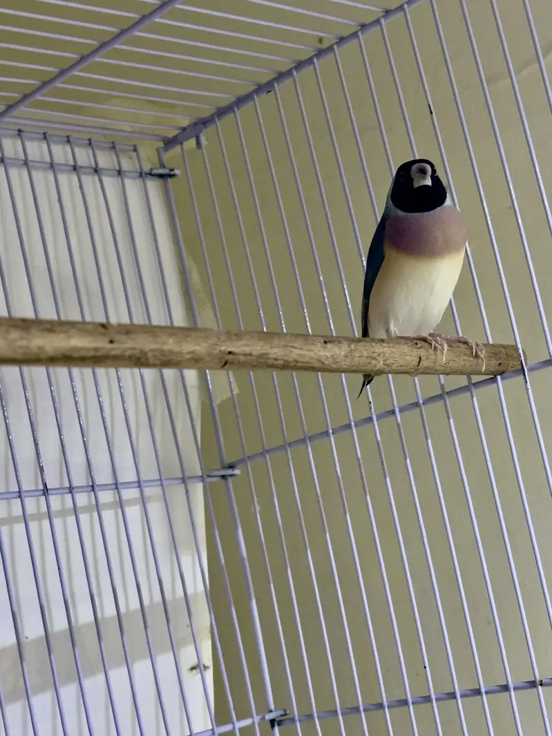Finches (owl &shaf tail) — photo 6