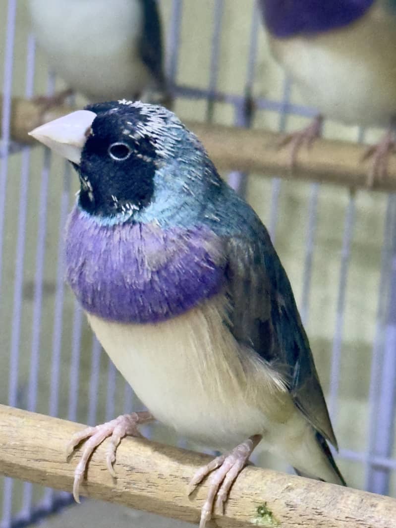 Finches (owl &shaf tail) 6