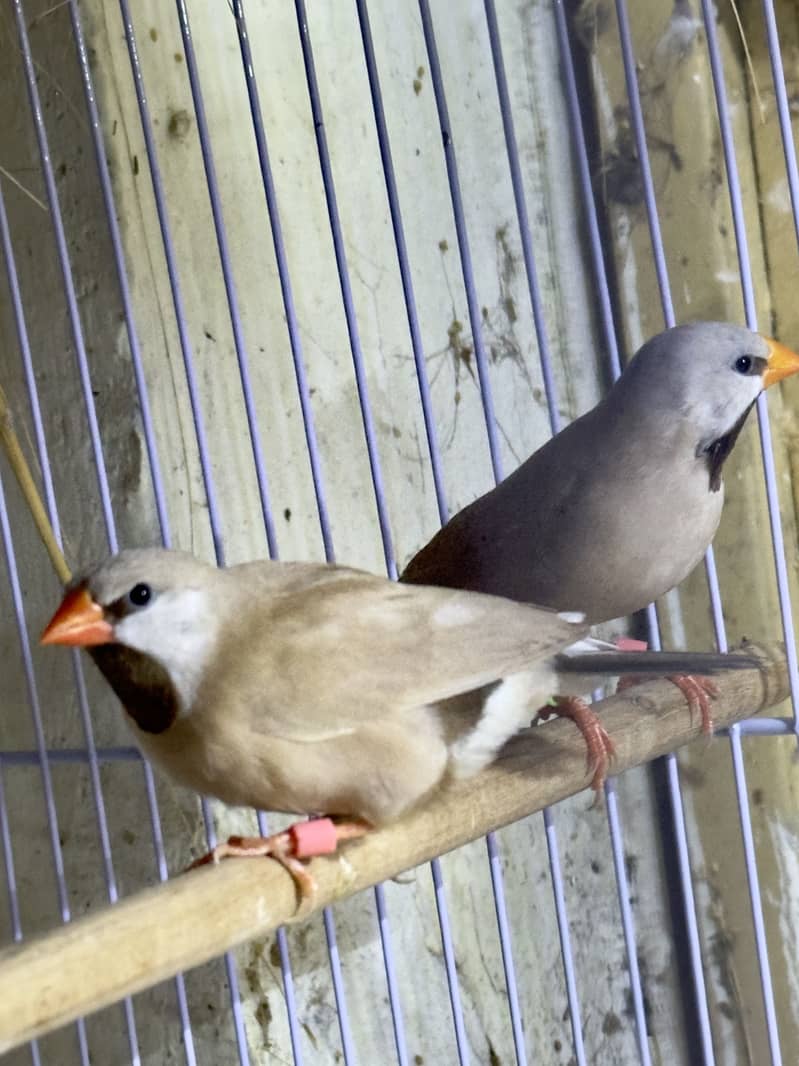 Finches (owl &shaf tail) 7