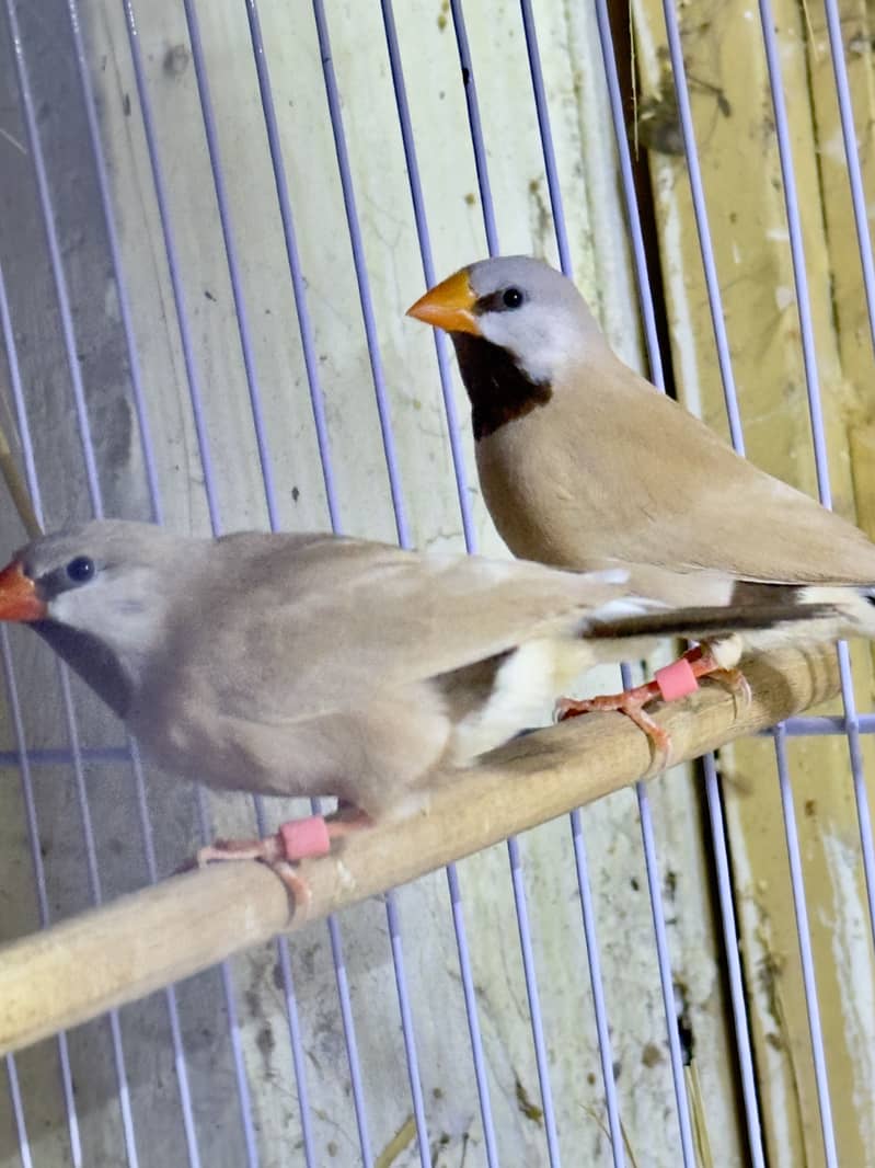 Finches (owl &shaf tail) 8