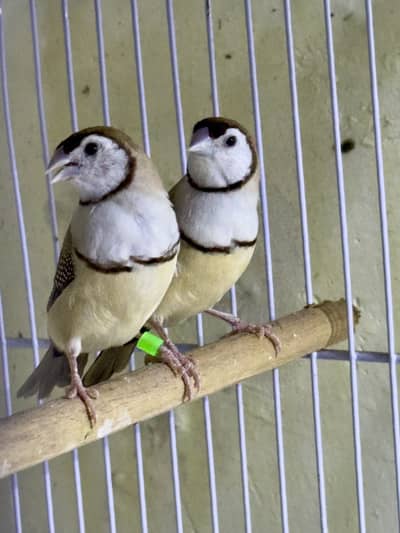 Finches (owl &shaf tail)
