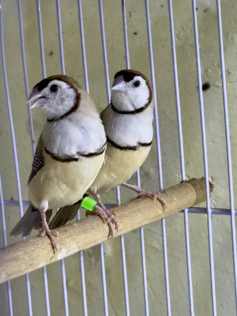 Finches (owl &shaf tail) 9