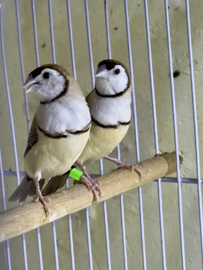Finches (owl &shaf tail) — photo 10