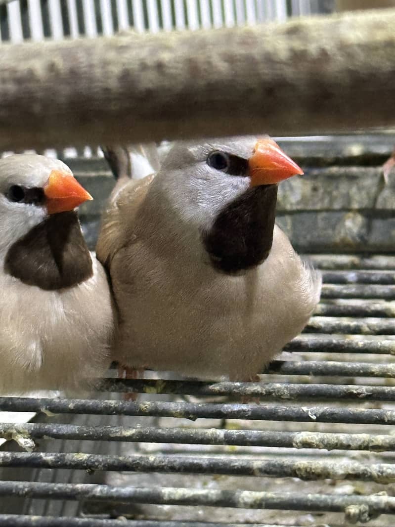 Finches (owl &shaf tail) 10