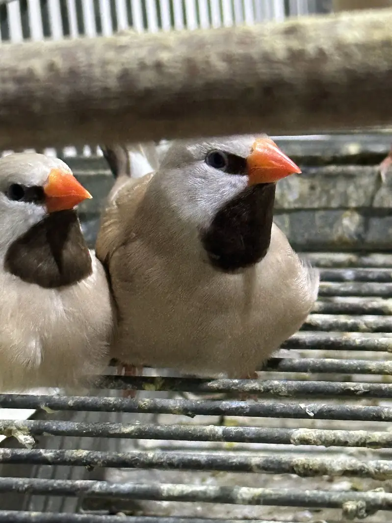 Finches (owl &shaf tail) — photo 11