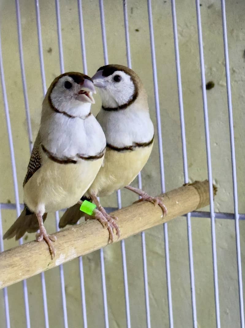 Finches (owl &shaf tail) 11