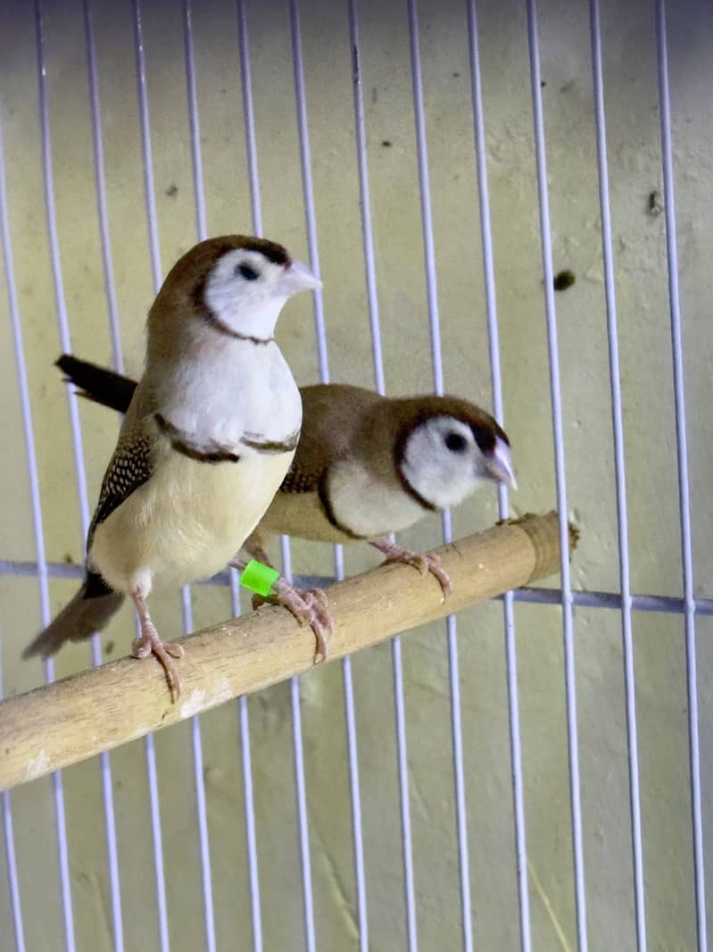 Finches (owl &shaf tail) 12