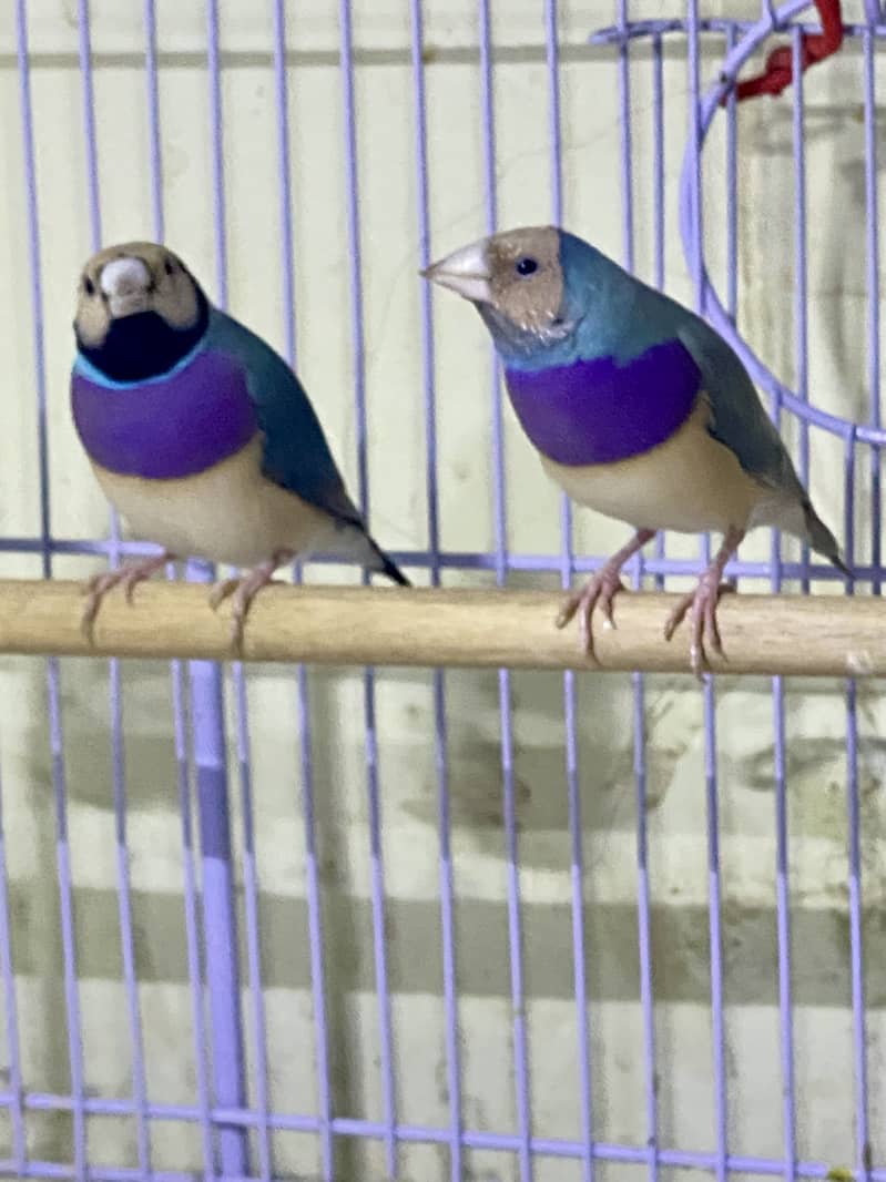 Finches (owl &shaf tail) 13
