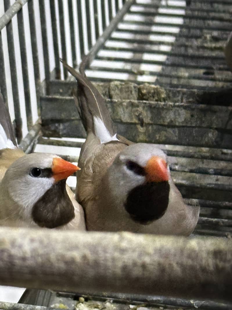 Finches (owl &shaf tail) 14