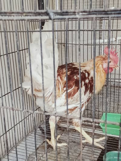 Very active Desi Murga for sale