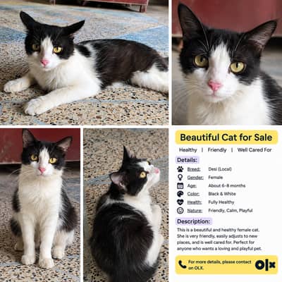 Beautiful Black & White Cat for Sale Description: Beautiful black & wh